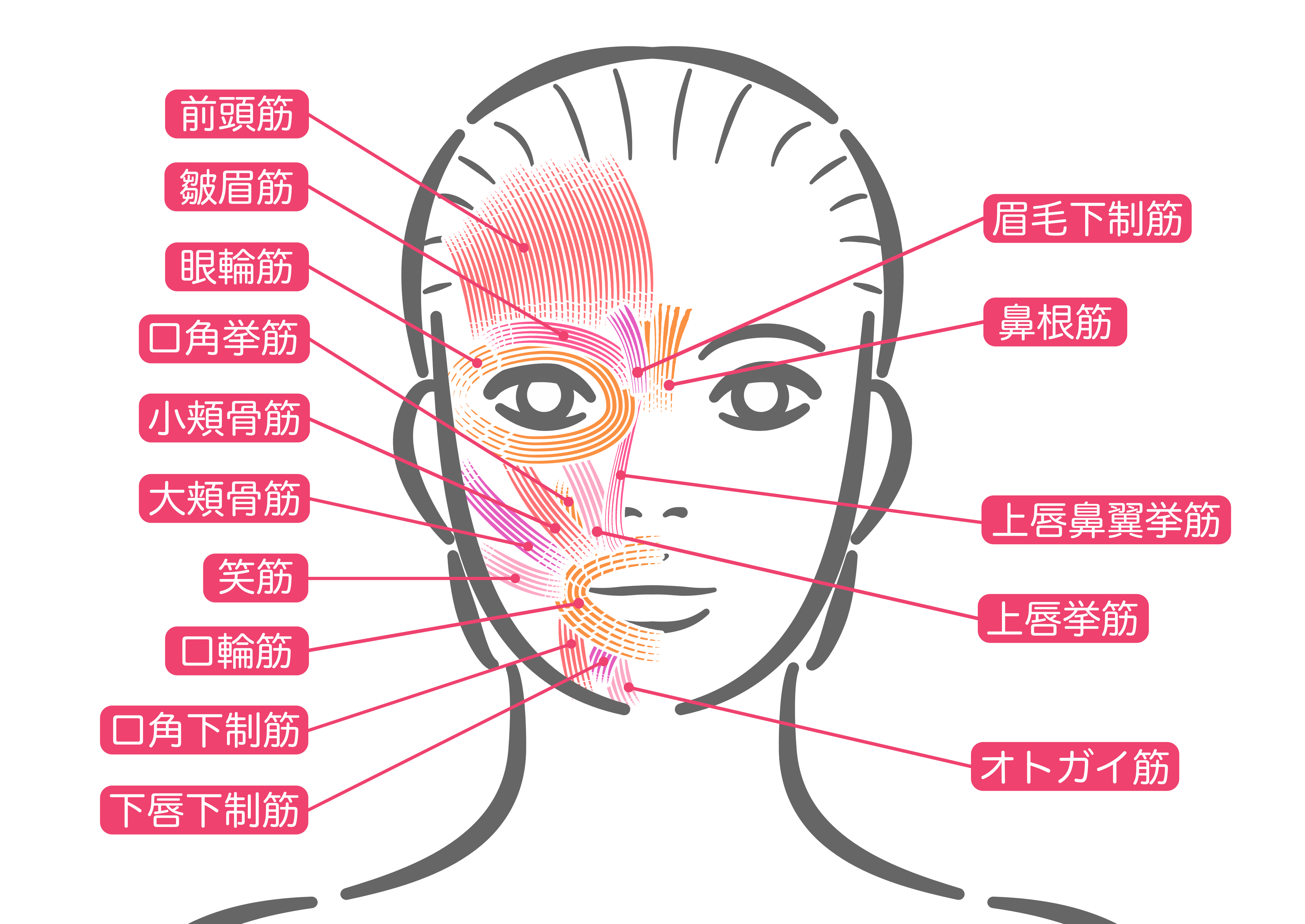 頭蓋骨やフェイシャルの筋肉構造に基づくフェイシャルケアを